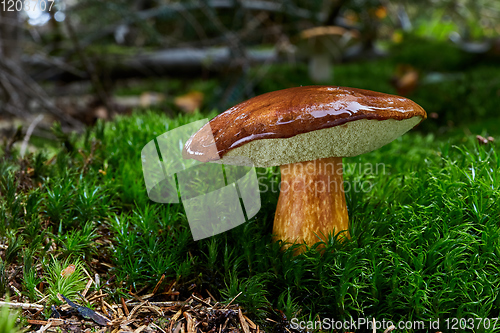 Image of Imleria badia. Fungus in the natural environment.