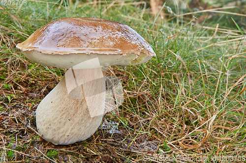 Image of Boletus edulis. Fungus in the natural environment.