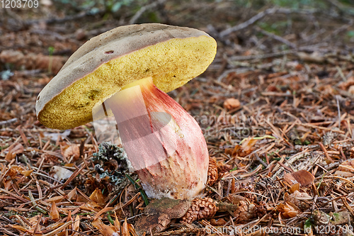 Image of Xerocomellus chrysenteron, fungus