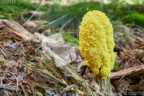 Image of Fuligo septica. Fungus in the natural environment.