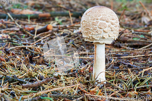 Image of Chlorophyllum rachodes in the natural environment