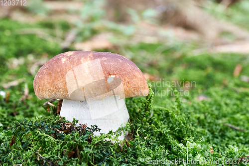 Image of Boletus edulis. Fungus in the natural environment.