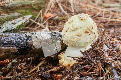 Image of Amanita citrina.Fungus in the natural environment.
