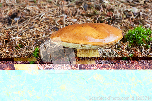 Image of Imleria badia. Fungus in the natural environment.