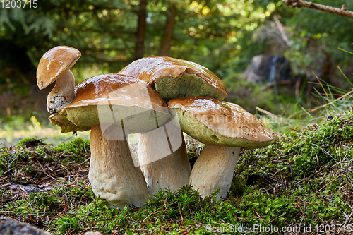 Image of Boletus edulis. Fungus in the natural environment.