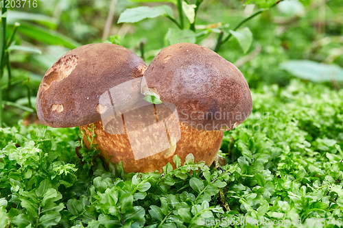 Image of Imleria badia. Fungus in the natural environment.