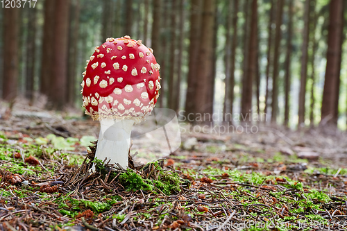 Image of Amanita muscaria in the natural environment.