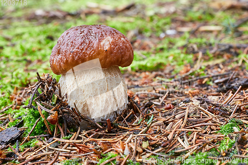 Image of Boletus edulis. Fungus in the natural environment.