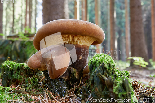 Image of Tapinella atrotomentosa in the natural environment