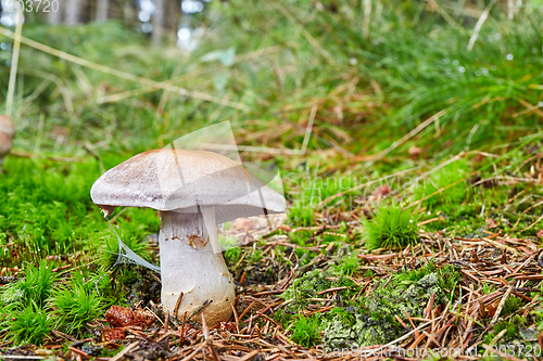 Image of Cortinarius traganus in the natural environment.