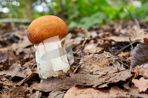 Image of Leccinum aurantiacum in the natural environment.