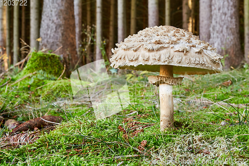 Image of Chlorophyllum olivieri in the natural environment.