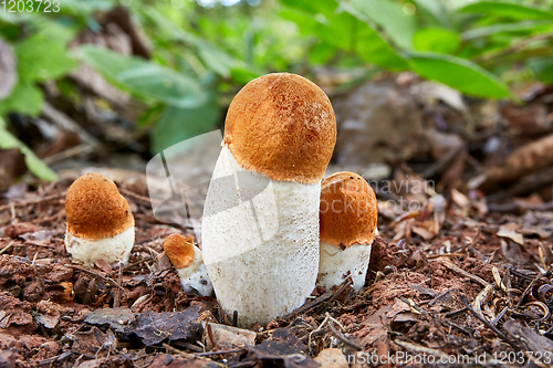 Image of Leccinum aurantiacum in the natural environment.