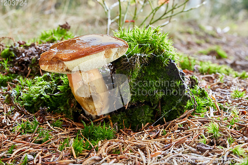 Image of Imleria badia. Fungus in the natural environment.
