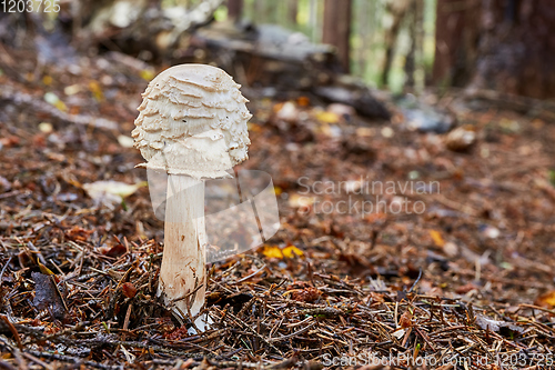 Image of Chlorophyllum olivieri in the natural environment.