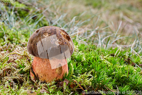 Image of Neoboletus luridiformis in the natural environment