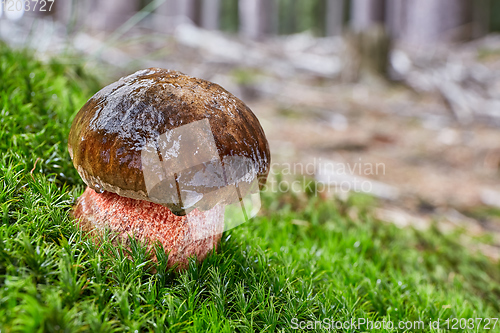 Image of Neoboletus luridiformis in the natural environment