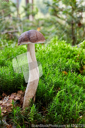 Image of Fungus Leccinum cyaneobasileucum