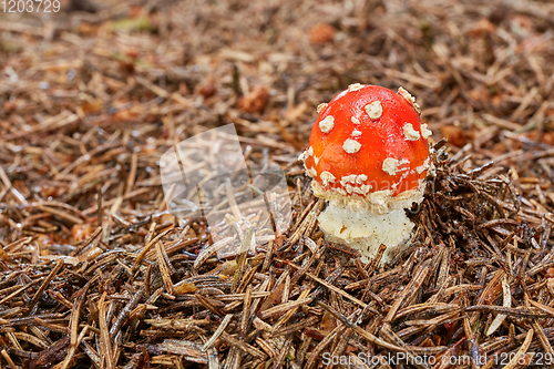 Image of Amanita muscaria in the natural environment.