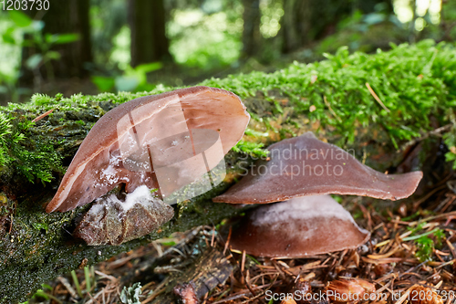 Image of Auricularia auricula judae