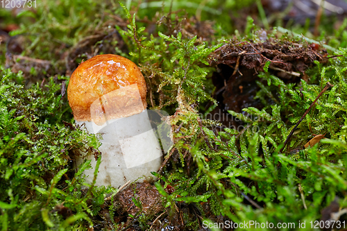 Image of Leccinum aurantiacum in the natural environment.