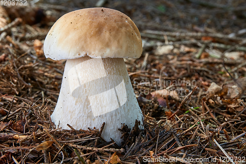 Image of Boletus edulis. Fungus in the natural environment.