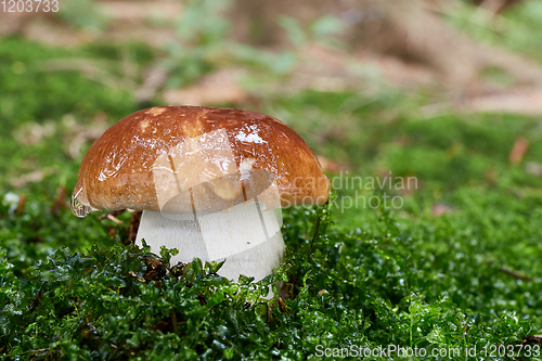 Image of Boletus edulis. Fungus in the natural environment.