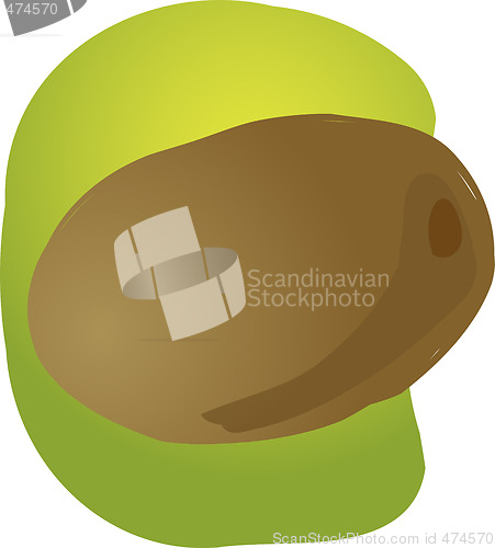 Image of Kiwi fruit illustration