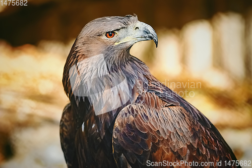 Image of Portrait of Eagle