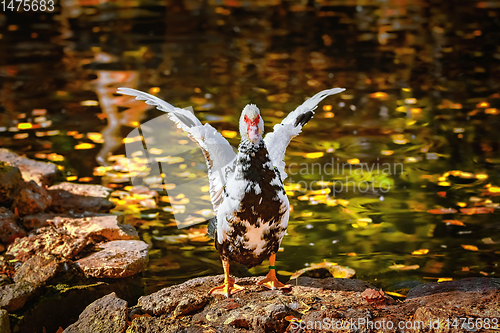 Image of Muscovy Duck on the Shore