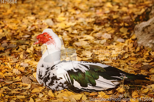 Image of Resting Muscovy Duck