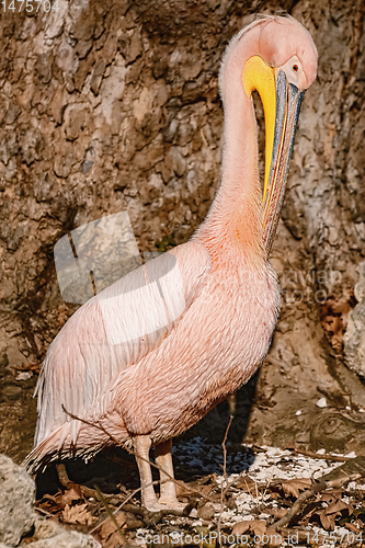 Image of Pelican near the tree