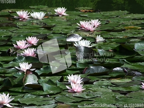 Image of Waterlily flower