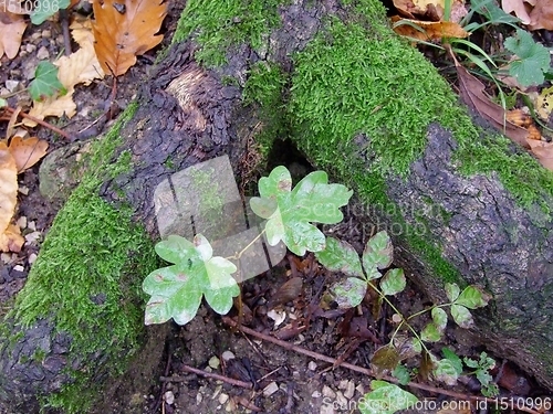 Image of Autumn leaves