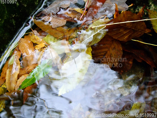 Image of Autumn leaves