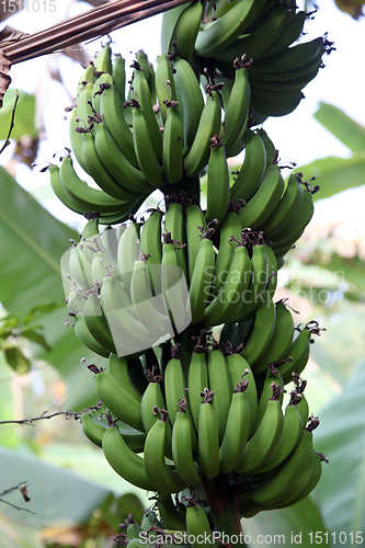 Image of Banana plant with ripe bananas