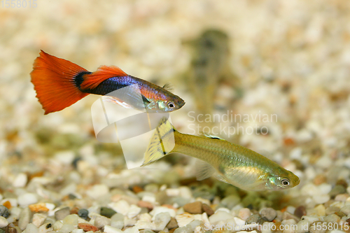 Image of Guppy   (Poecilia reticulata) 