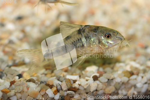 Image of Marbled catfish (Corydoras paleatus)