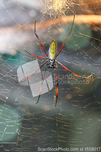 Image of  Madagaskar-Seidenspinne   golden silk orb-weavers  (Nephila inaurata madagascariensis) 