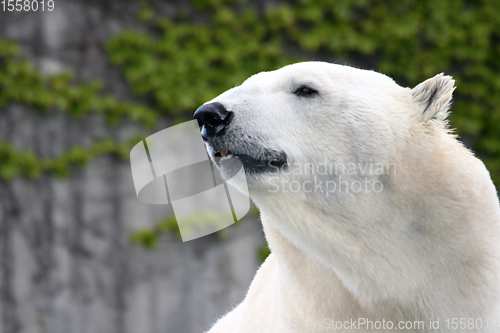 Image of Eisbär   polar bear   (ursus maritimus) 