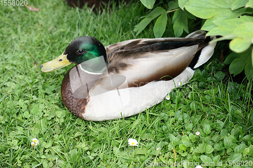 Image of Stockentenerpel  Mallard drake  (Anas platyrhynchos) 