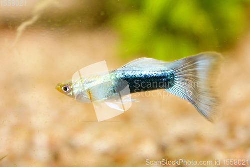 Image of Guppy   (Poecilia reticulata) 