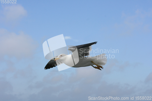 Image of Fliegende Silbermöwe  flying gull  (Larus argentatus) 