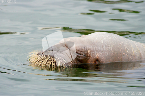 Image of Walross  walrus  (Odobenus rosmarus) 