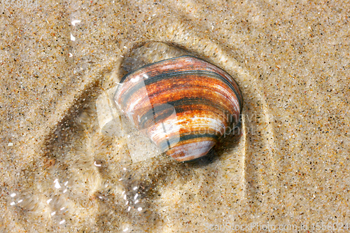 Image of Muschelschale  Seashell 