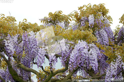 Image of Blauregen   Wisteria  (Wisteria) 