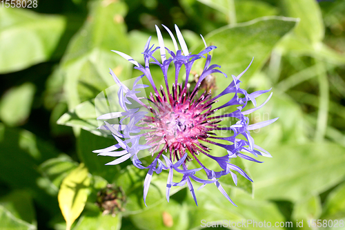 Image of Kornblume    Cornflower   (Centaurea cyanus)