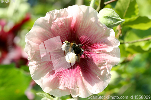 Image of Stockrose rot   hollyhock red  (Alcea rosea) 