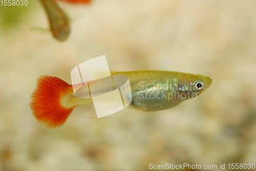 Image of Guppy   (Poecilia reticulata) 