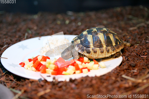 Image of Griechische Landschildkröte  Hermann's tortoise  (Testudo hermanni boettgeri)  